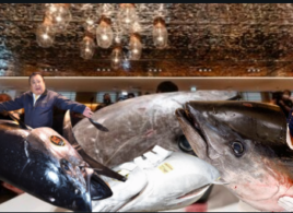 Ikan Tuna Raksasa 276 Kg